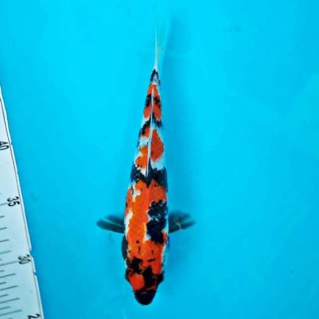 Showa*25cm