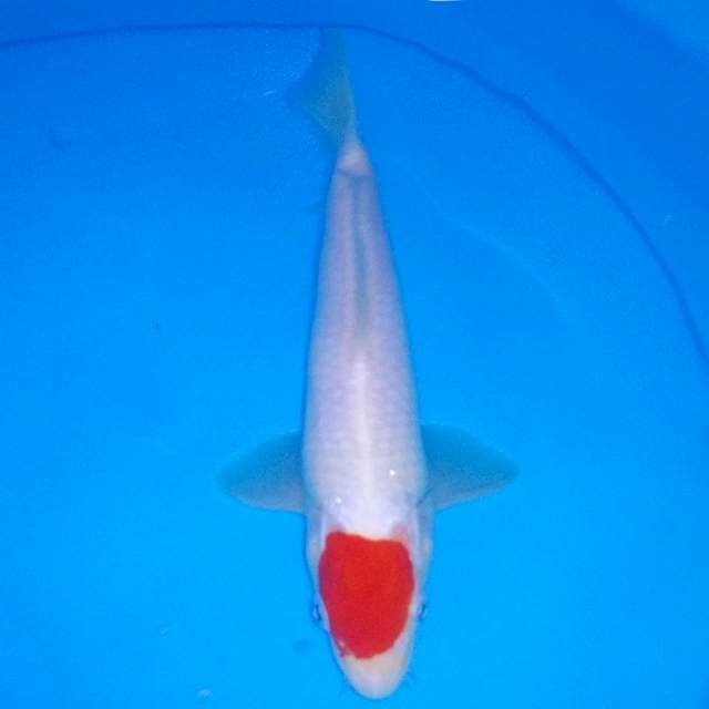 23 CM - TANCHO KOHAKU
