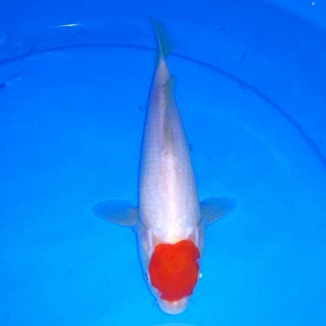 25 CM - TANCHO