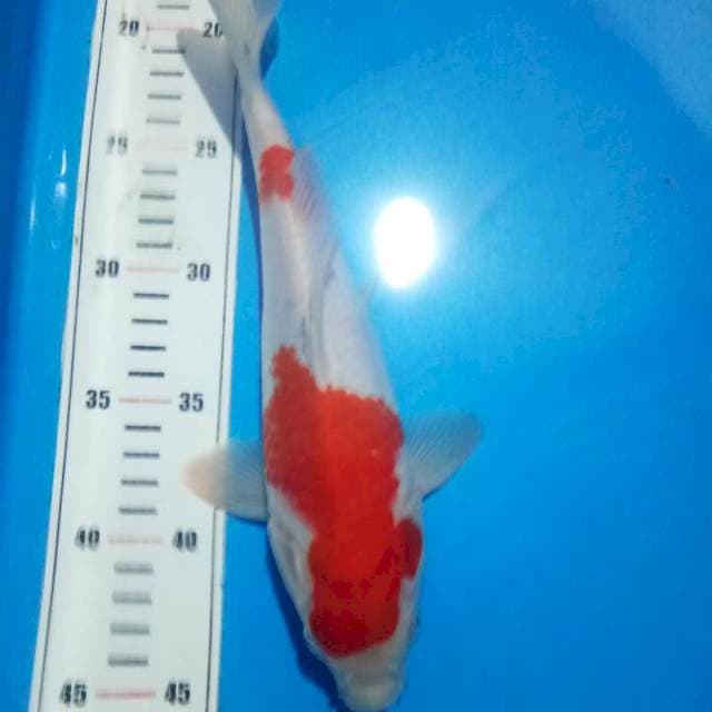 kohaku