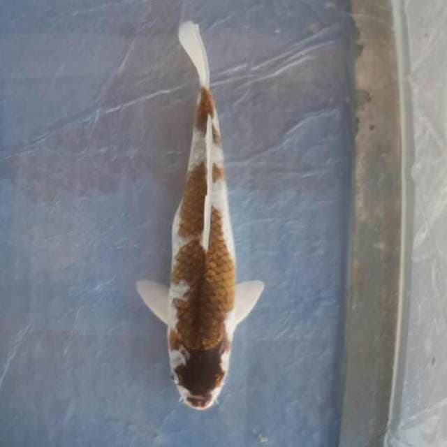 Goromo 36cm