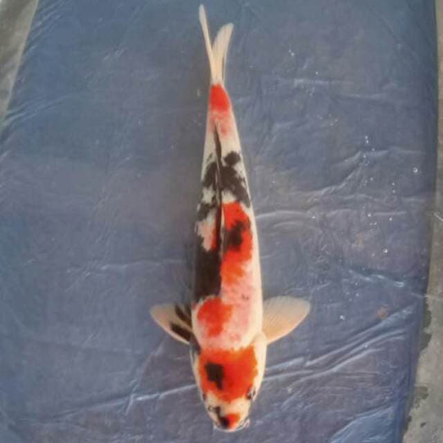 Showa 36 cm