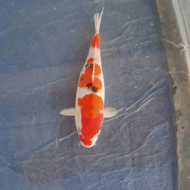 Sanke 28cm
