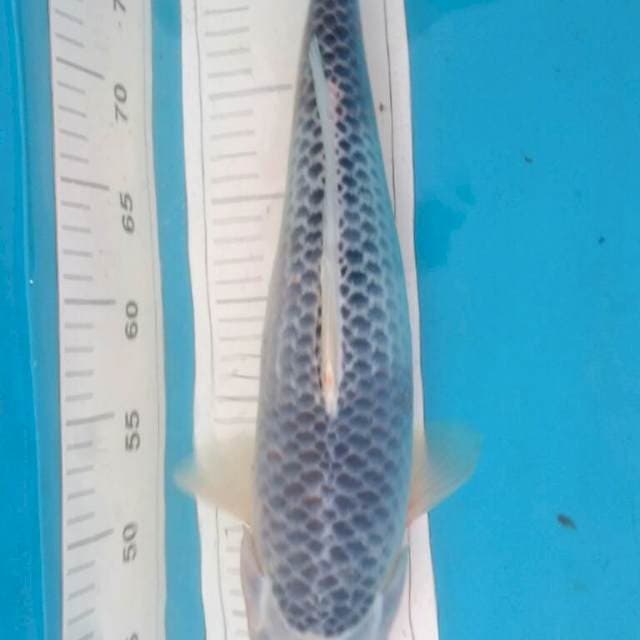 Jumbo asagi 45cm