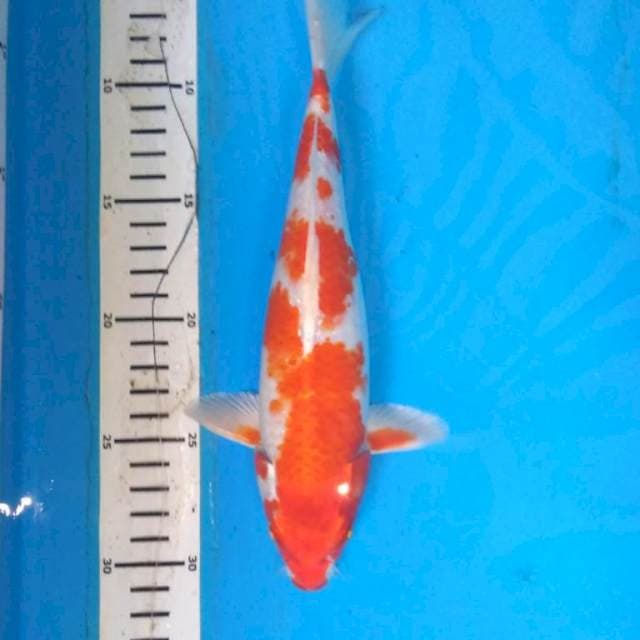 HARIWAKE