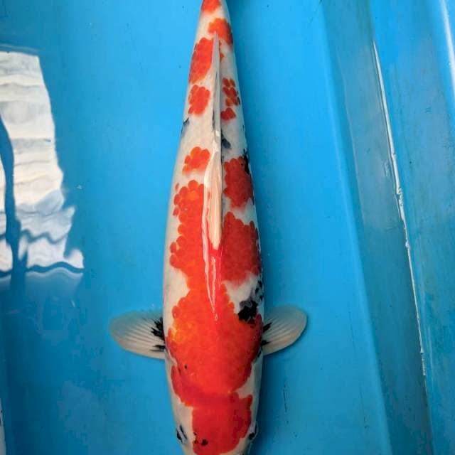 Showa Male Import Serti Marusei