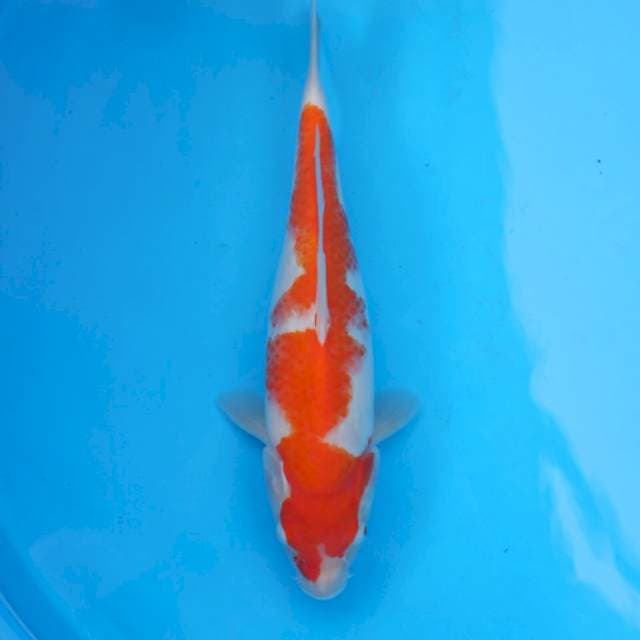 Kohaku 32 cm