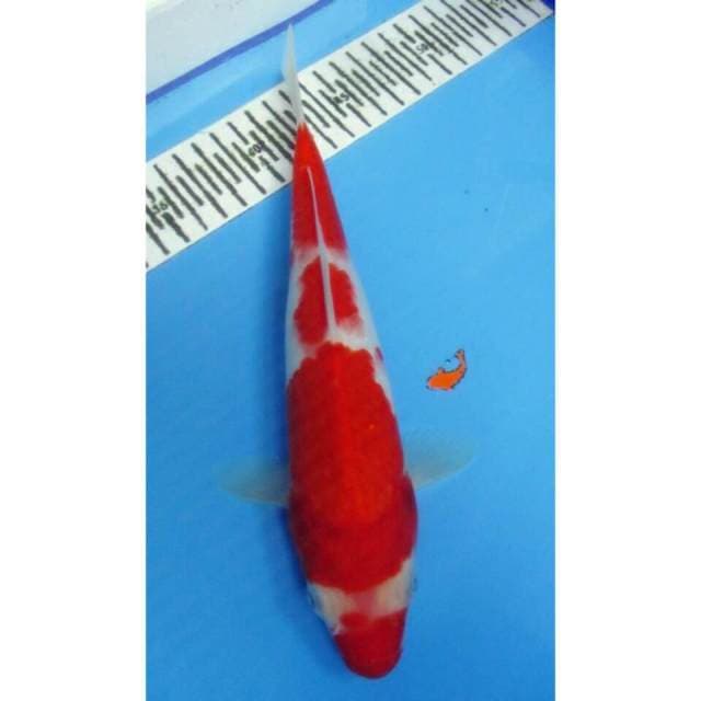 Kohaku