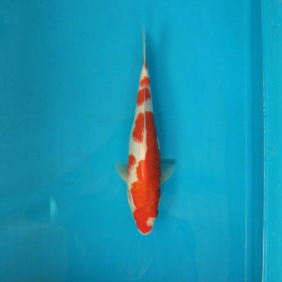Classic kohaku