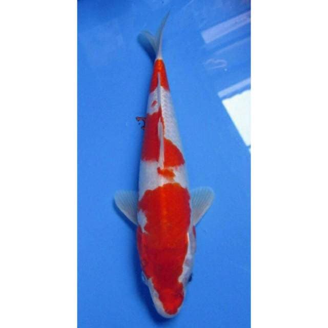Kohaku