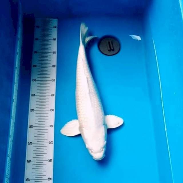 PLATINUM BONGSOR 45CM