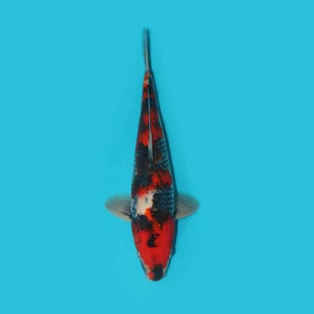 Showa Sanshoku 37 Male