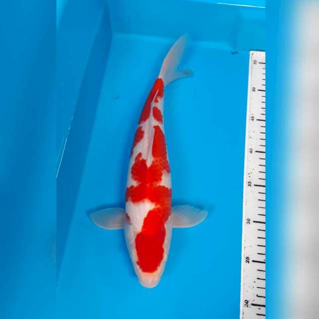 KOHAKU HQ 36 CM
