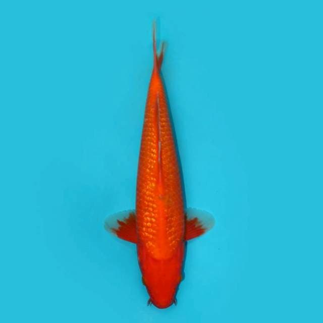 BENIGOI GINRIN 35 CM