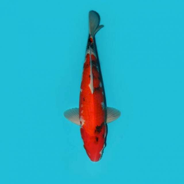 SANKE 37 CM