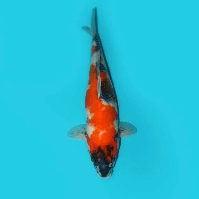 SHOWA 37 CM