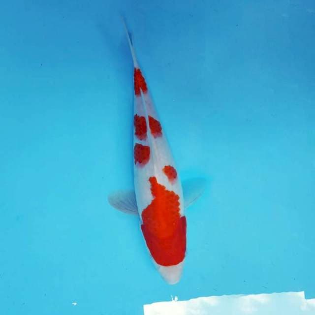 KOHAKU