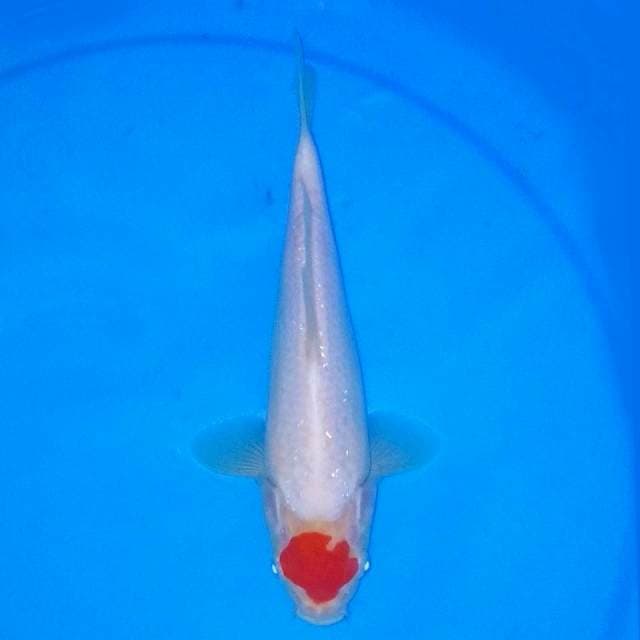 Tancho 24cm