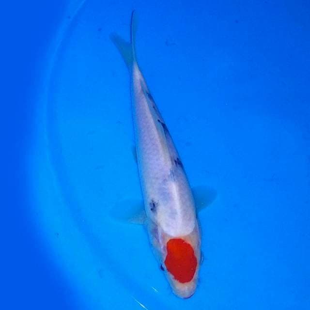 19cm uchu uchu