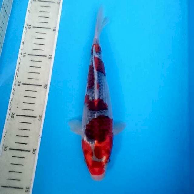 YONDAN GOSHIKI