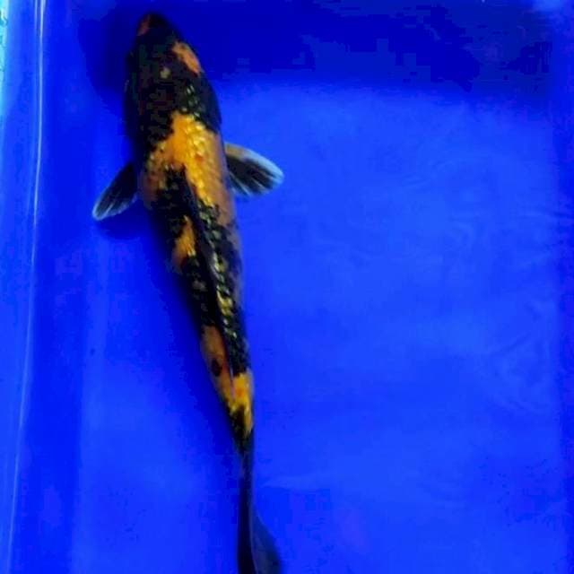 KI UTSURI GINRIN BAGUS 28CM