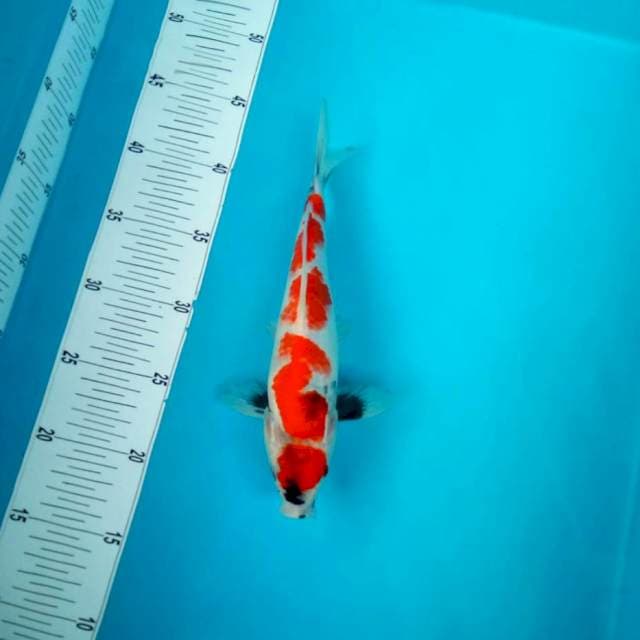 Maruten showa 28cm tategoi
