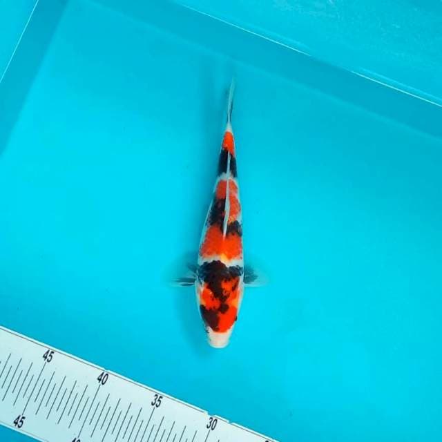 Showa 23cm ciamix