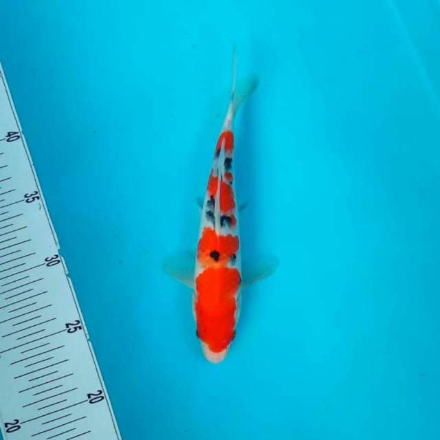 Sanke*22cm