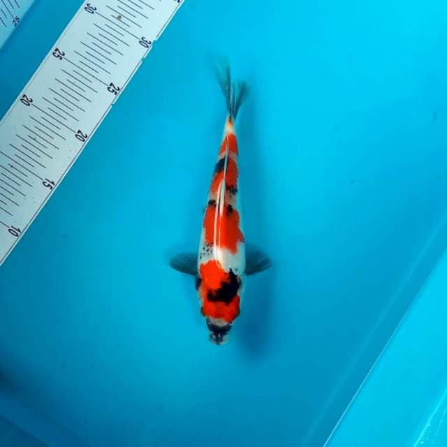 Showa*23cm