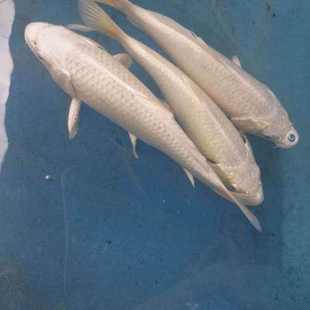 platinum 17cm