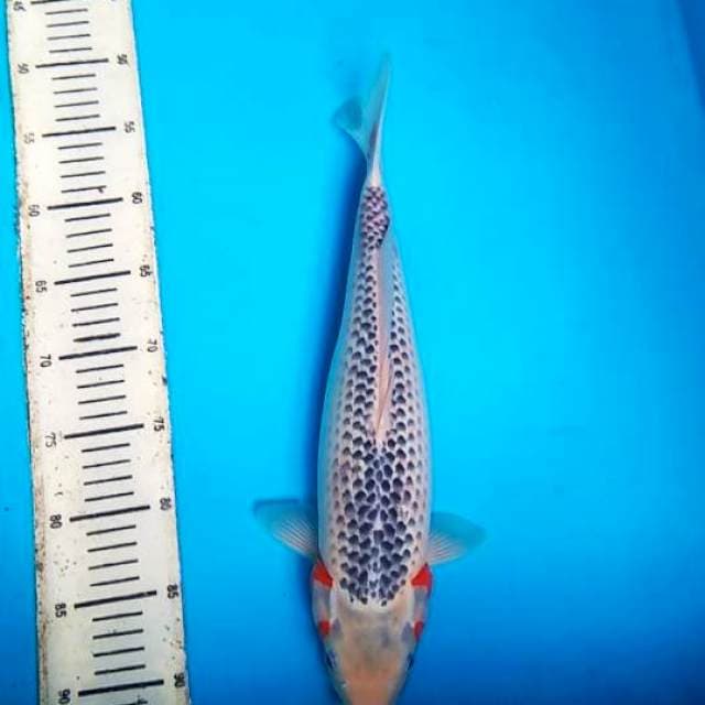Asagi 43cm F1