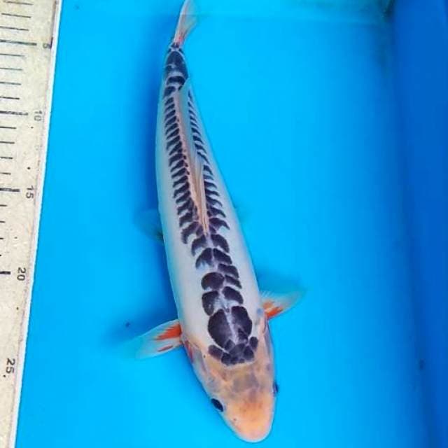 Shusui 29cm