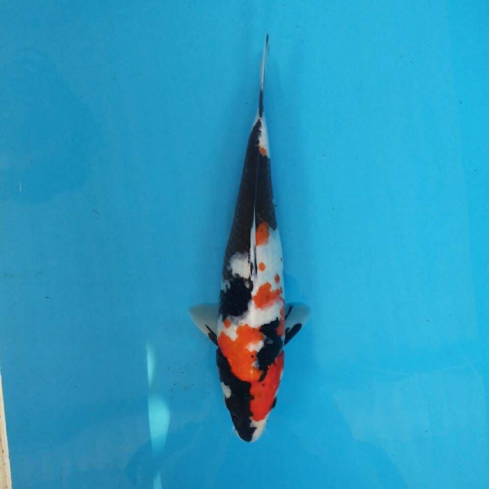 Showa sanshoku