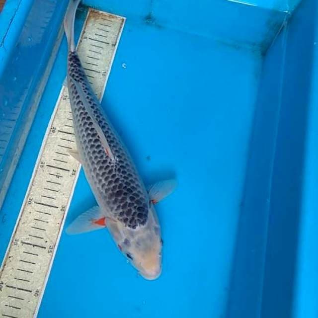 Asagi 39cm,F1