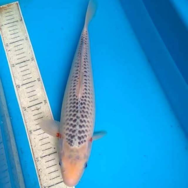 Asagi 37cm F1