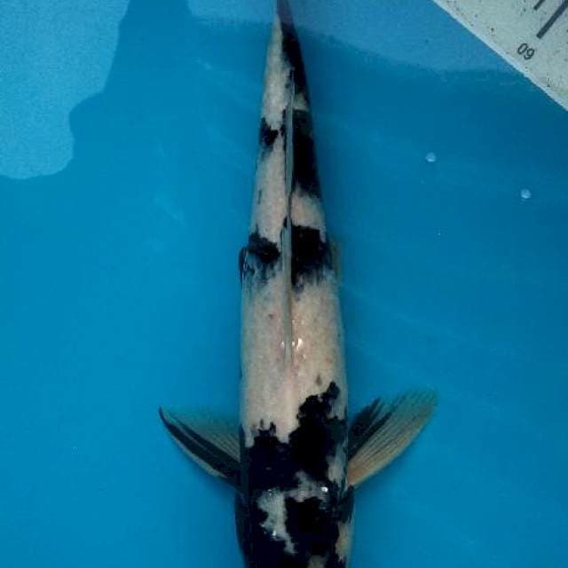 36cm Shiro utsuri ( M )