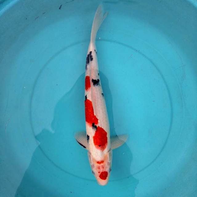 38cm Maruten Sanke ( M )