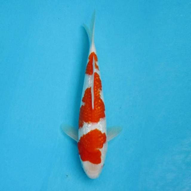 KOHAKU GINRIN FULL GOOD QUALITY