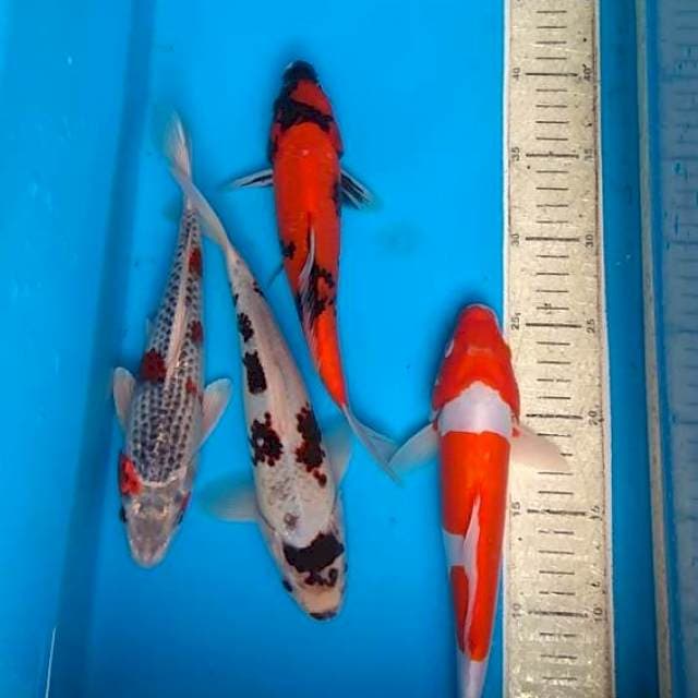Mix 25,26cm, 4ekor