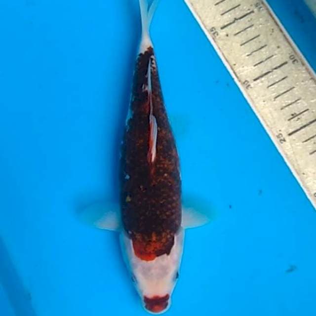 Goromo 25cm