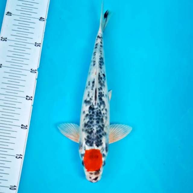 TC BLOROK #30CM