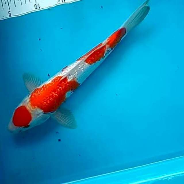 MRT KOHAKU #32CM