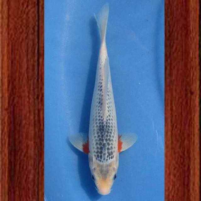 Near Koi - Asagi 25cm