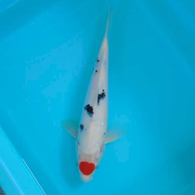TANCHO SANKE 30 CM