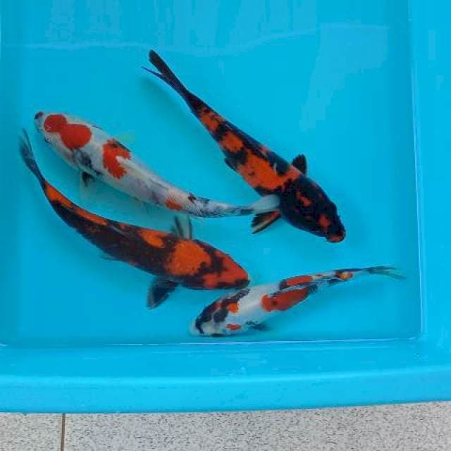 MIX KOI 16-21 CM