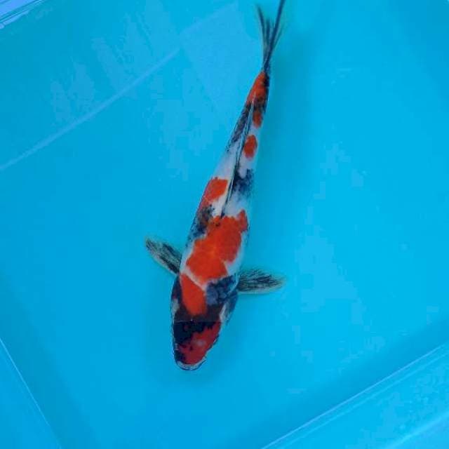 SHOWA 25 CM