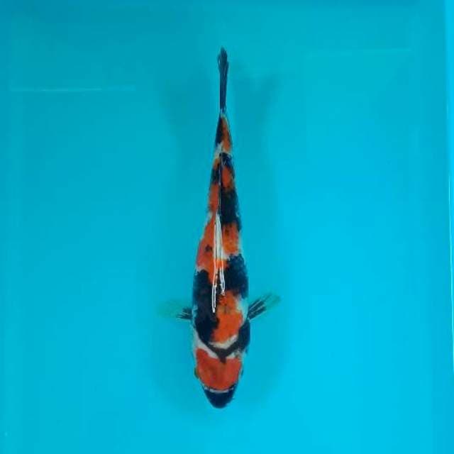 SHOWA 25 CM