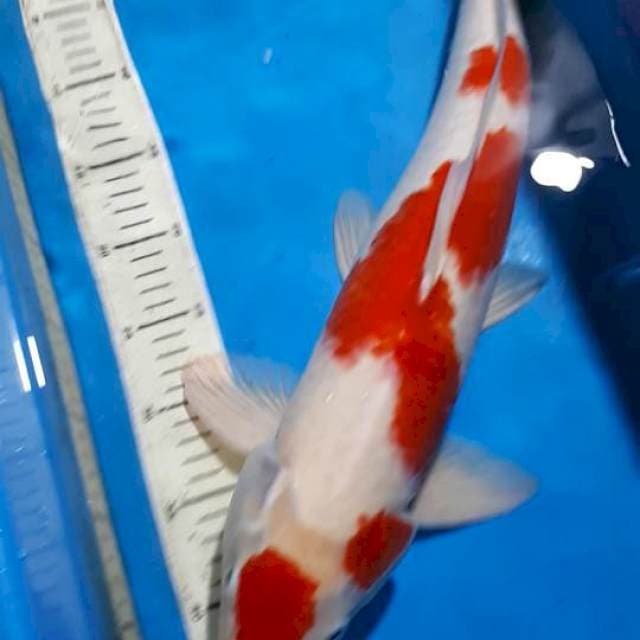 KOHAKU 51 CM