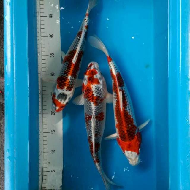Paket kujaku merah cantik 35bu