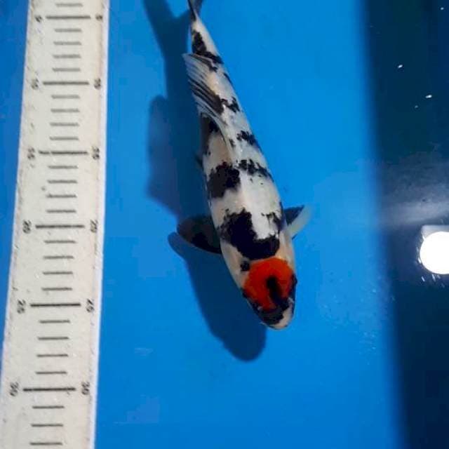 TANCHO SHOWA 25 CM